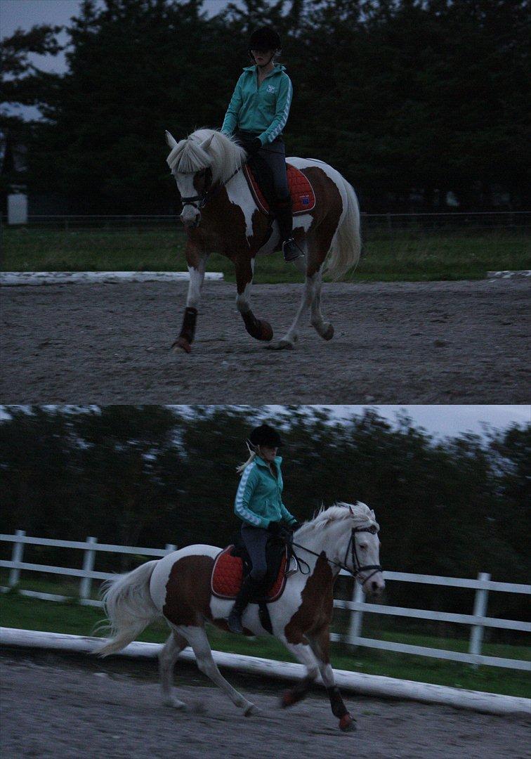 Pinto Flicka - - [Den 02-09-2011] - Lidt aften træning efter en dags pause :-) - Hun gik super! billede 19