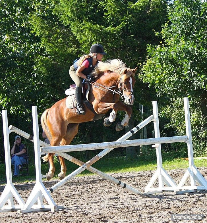 New Forest Pegasus af Bråskovgård<3 - Verdens dejligste pony :)<3 2011 billede 12