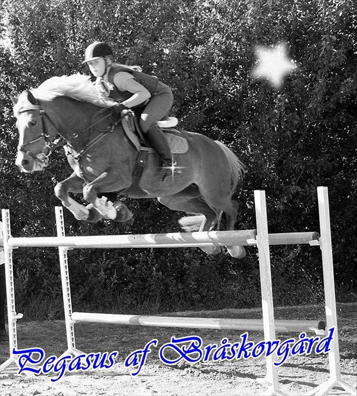 New Forest Pegasus af Bråskovgård<3 - VeLlKoMmEn TiL sTjErNe PoNyEn ´S pRoFiL ;-) Springer 130 på hende :) seje P :)<3 billede 1