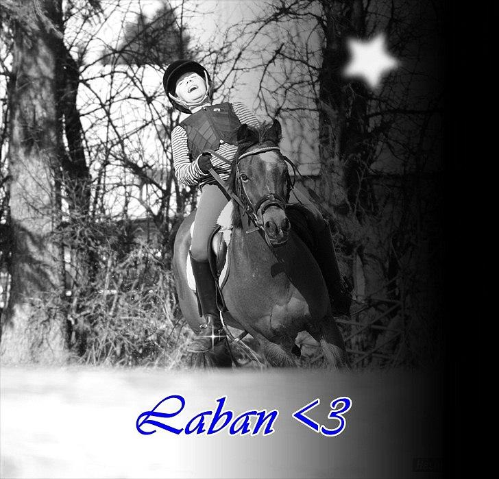 Anden særlig race Laban |*Mit ét og alt<3*| - VeLlKoMmEn TiL sTjErNe PoNyEn ´S pRoFiL ;-) væddeløb mod marie :) haha♥
 billede 1