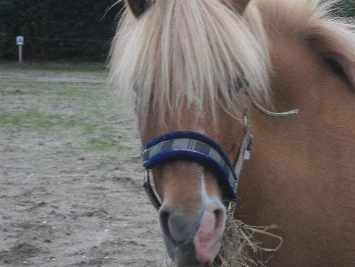 Anden særlig race smørblomst<3 savnes!(solgt) - mig og smørblomst`siste dag sammen! billede 11