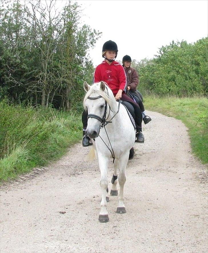 Connemara Enghøjs Irish Jewel - På vej i engen:) billede 17