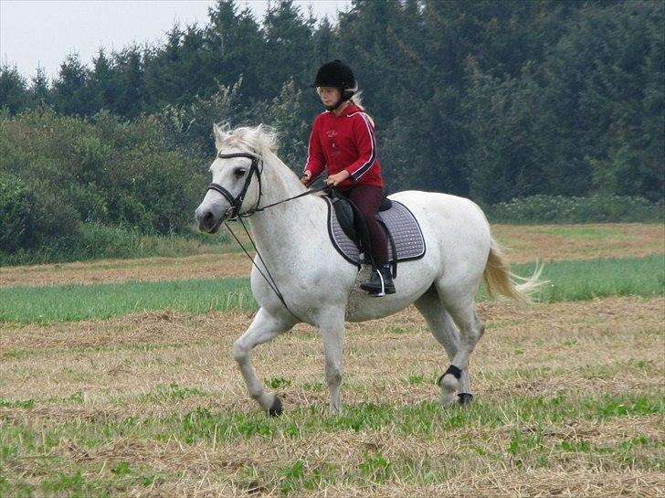 Connemara Enghøjs Irish Jewel - Tilløb til en gang markræs:) billede 18