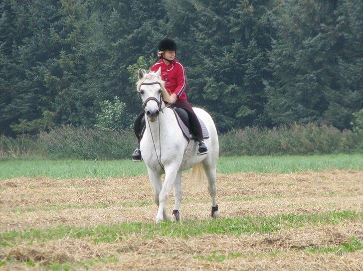 Connemara Enghøjs Irish Jewel - Tilløb til en gang markræs:) billede 19