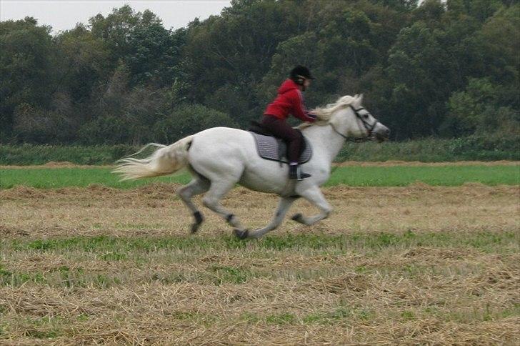 Connemara Enghøjs Irish Jewel - Wehiii!!! billede 20