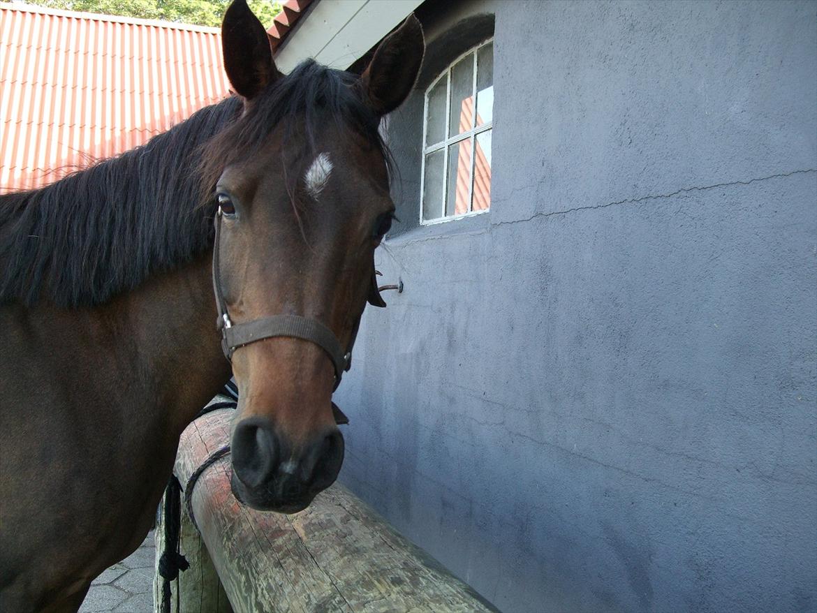 Anden særlig race Dixie My Soulmate <3 - Opsadling. Min søster cecilie var åbenbart spændende :-) billede 7