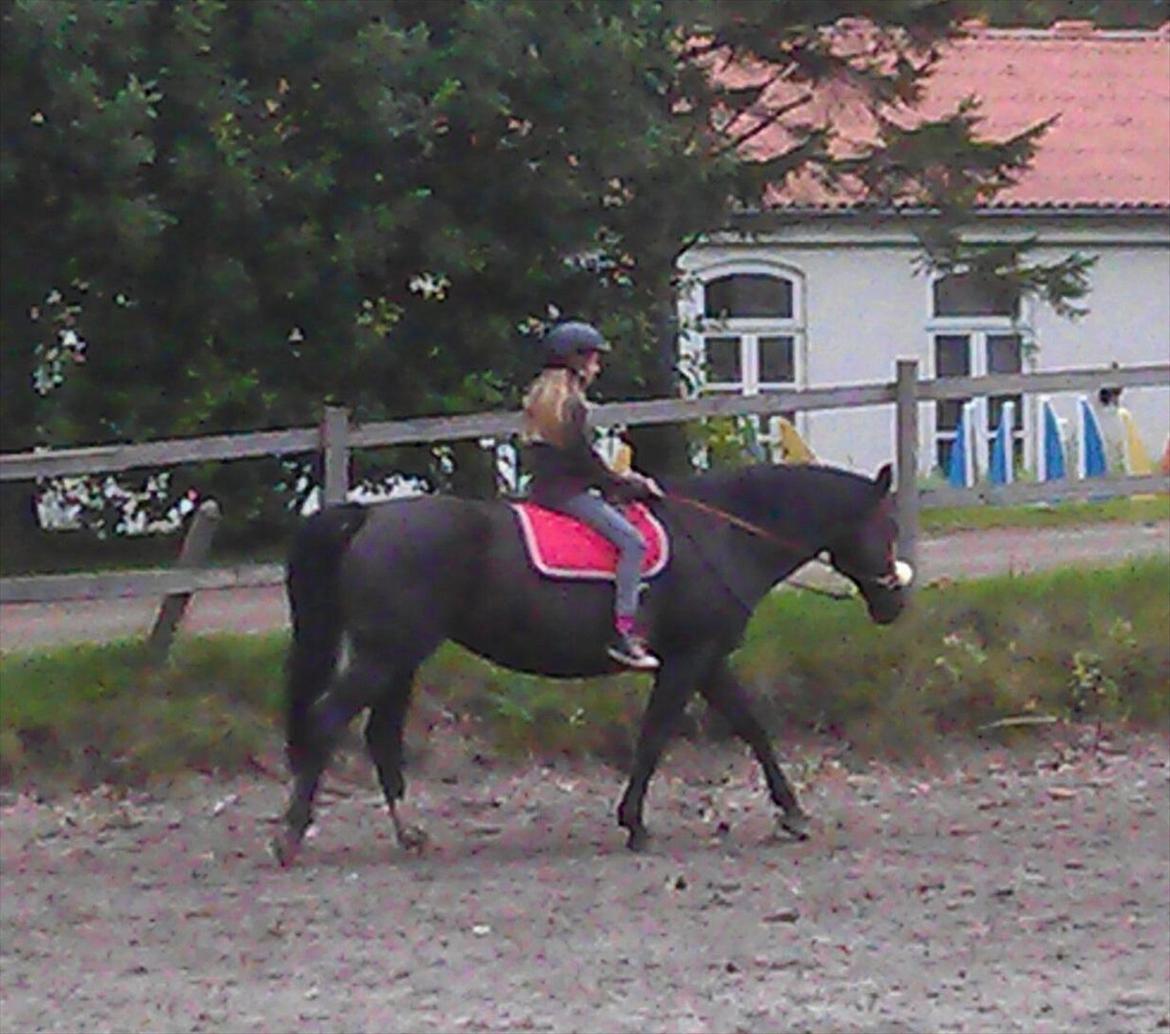 Dansk Varmblod Grace - Min veninder der rider hende. billede 2