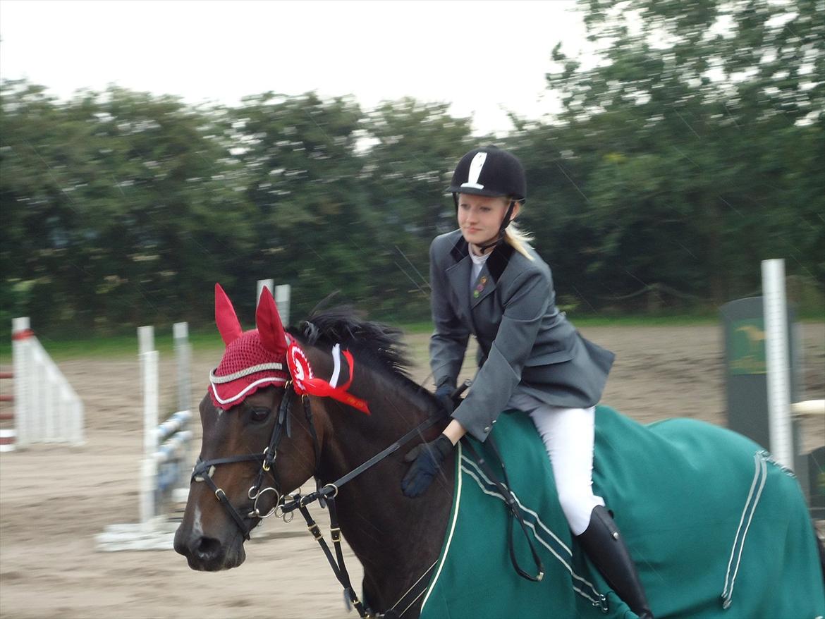 Hollandsk Varmblod KWPN Wichita - En super dejlig hest i ære's runde.. Vinder af Nibe Cup 2011 :) billede 3