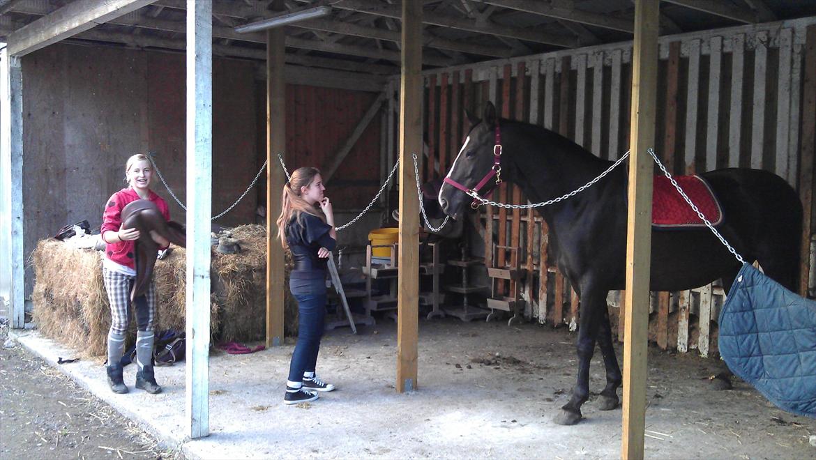 Dansk Varmblod Grace billede 3