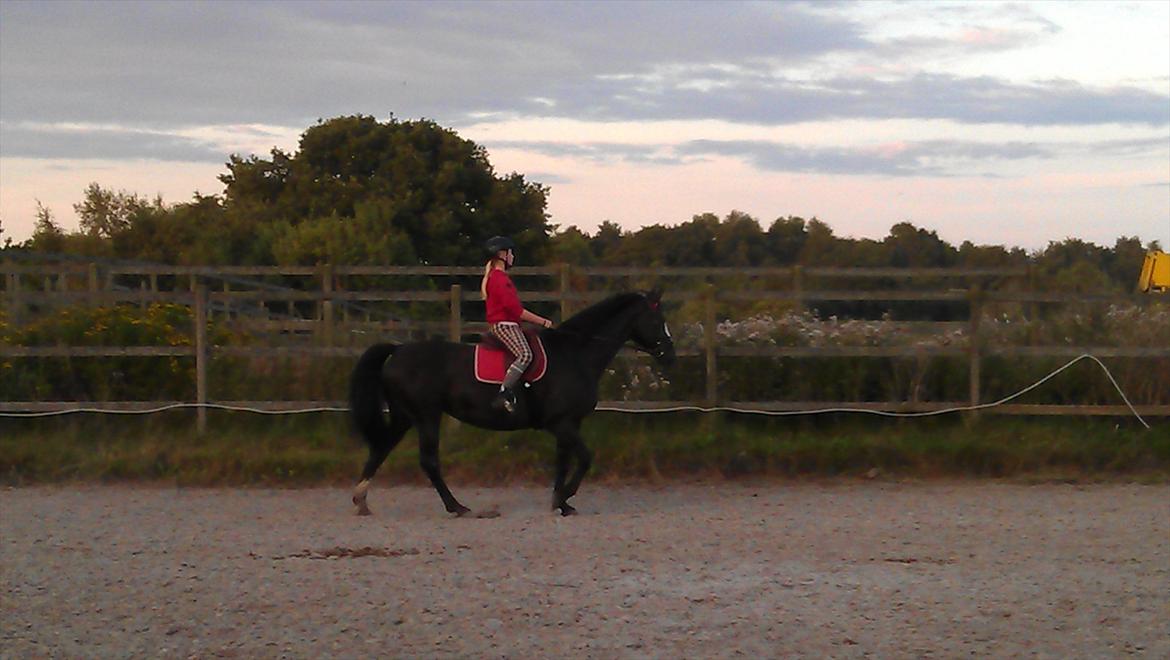 Dansk Varmblod Grace billede 4