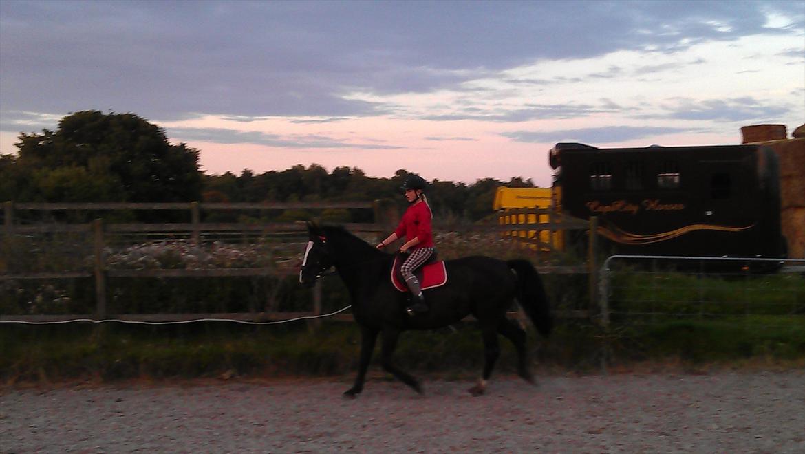 Dansk Varmblod Grace billede 5