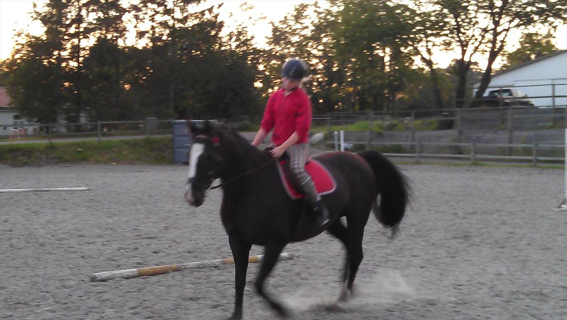 Dansk Varmblod Grace billede 7