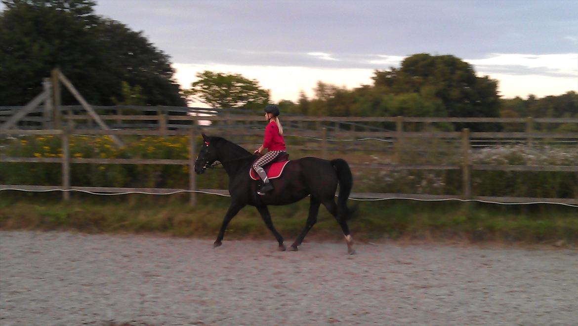 Dansk Varmblod Grace billede 8