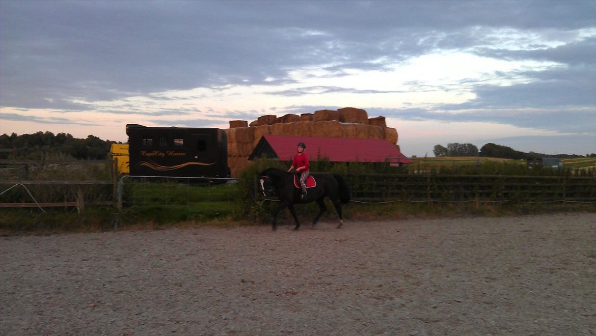 Dansk Varmblod Grace billede 9