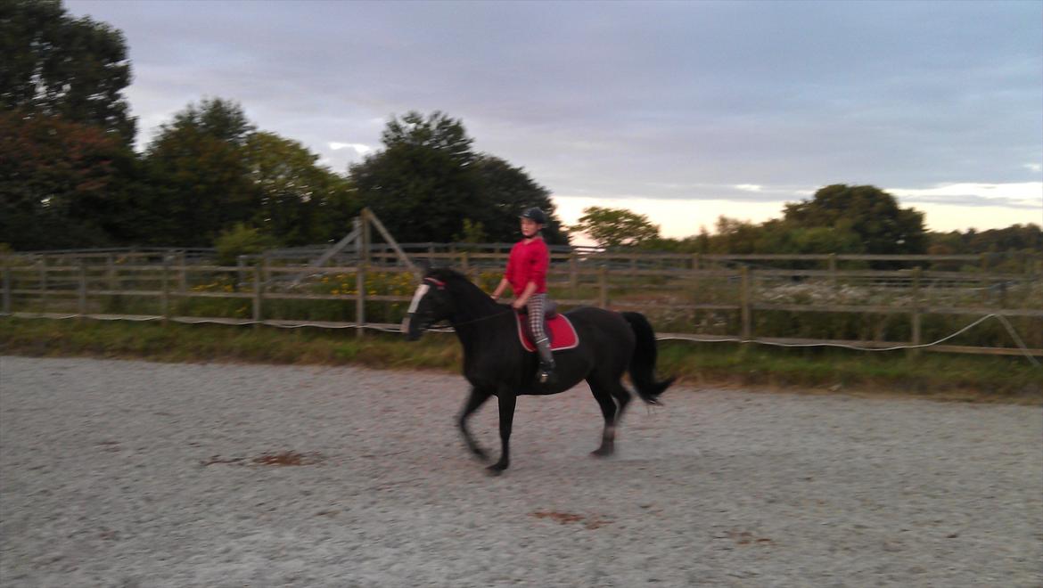 Dansk Varmblod Grace billede 10