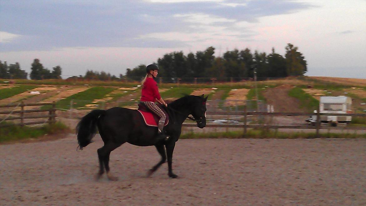 Dansk Varmblod Grace billede 11