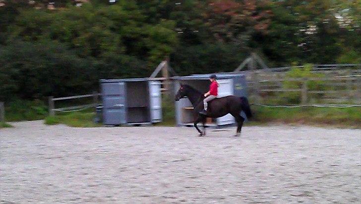 Dansk Varmblod Grace billede 12