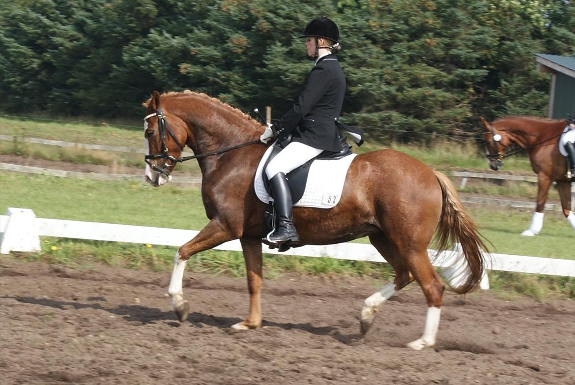DSP Hyldtoft´s Kika Bredager - den 04.09.11. Lc2 billede 16