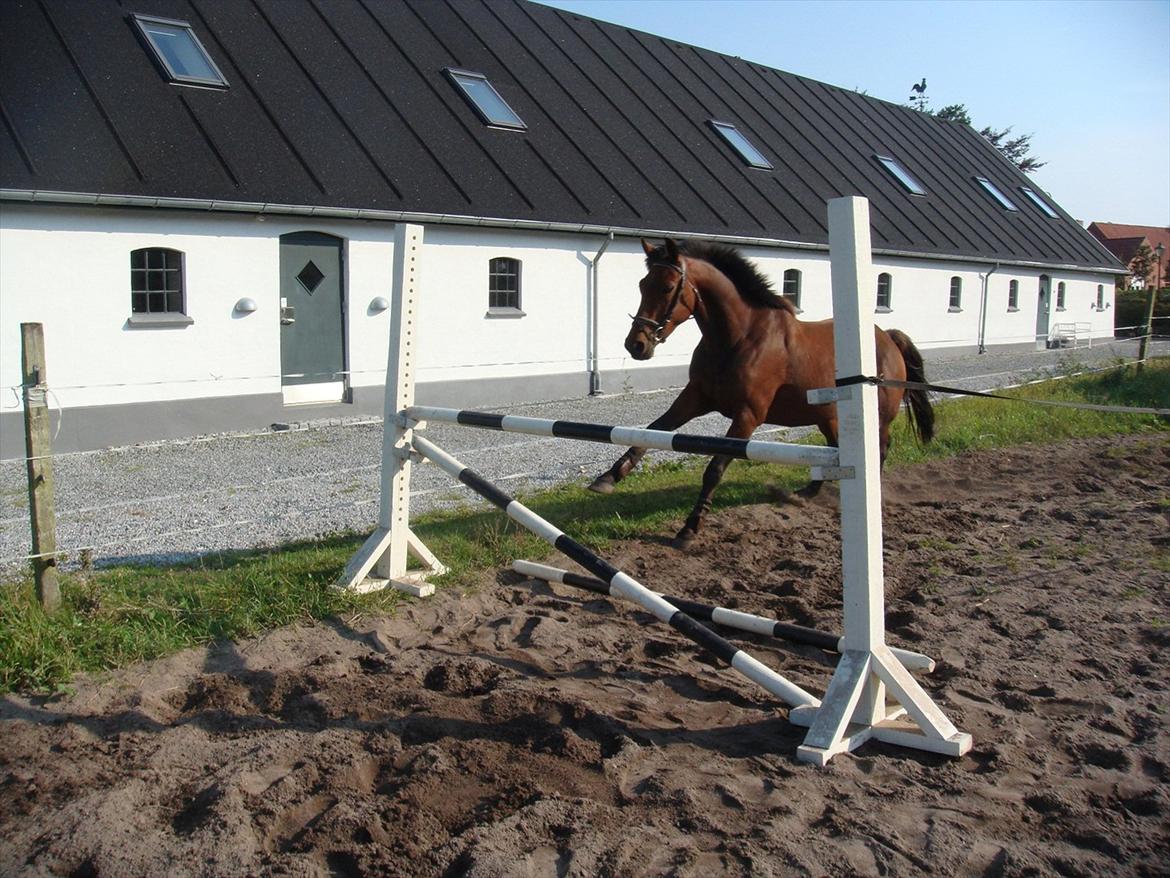 Pinto Nyøstergaards Malou billede 11