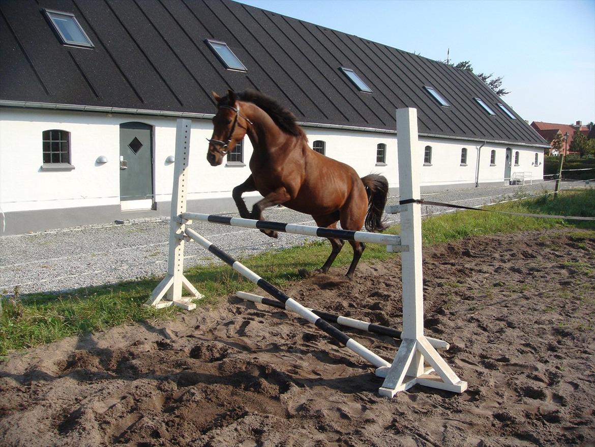 Pinto Nyøstergaards Malou billede 10