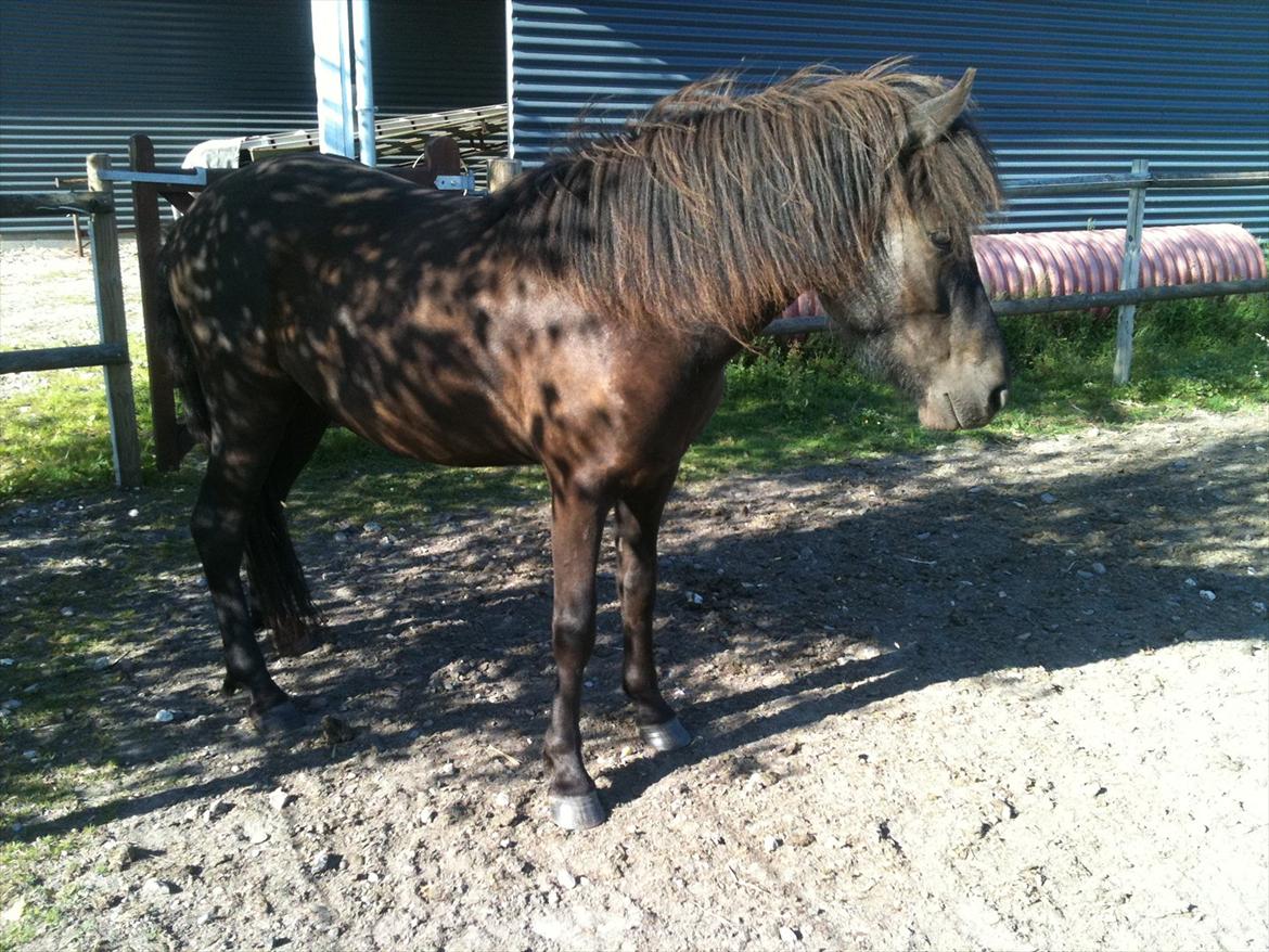 Islænder Vinur fra Langdal billede 4