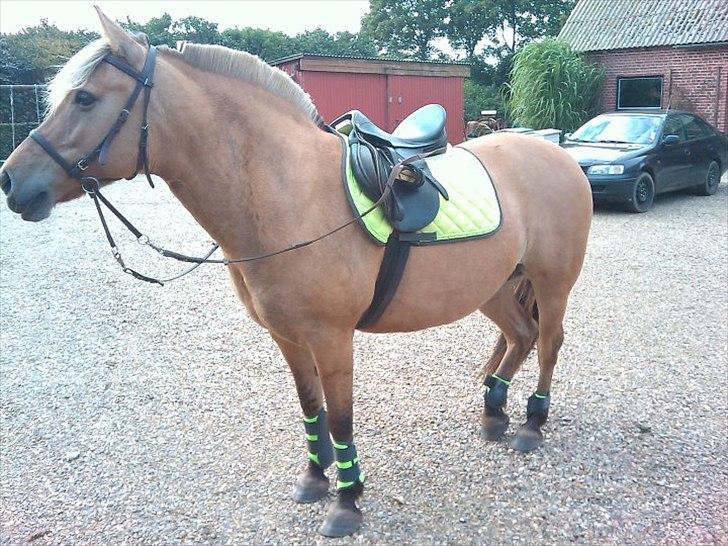 Anden særlig race Kikki <3<3 min prinsesse<3 billede 15
