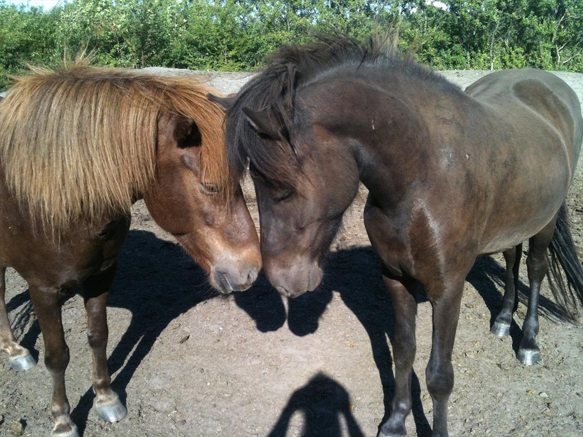 Islænder Vinur fra Langdal - En af vinurs legekammerater :) billede 15