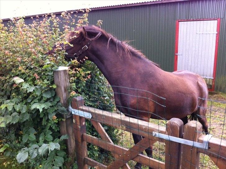Islænder Vinur fra Langdal - Vinur leger hækkeklipper :) billede 16