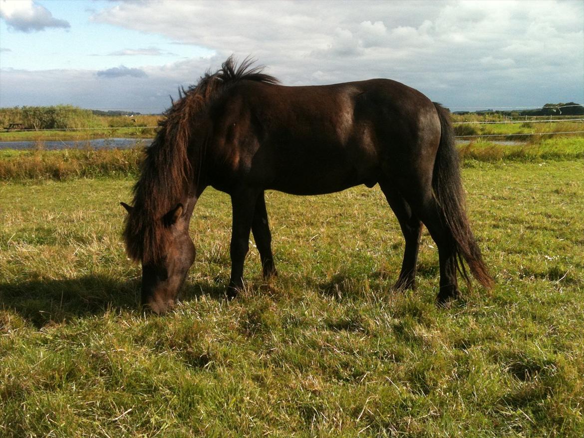 Islænder Vinur fra Langdal - Vinur på græs i August 2011, mmh, det smager godt :) billede 2