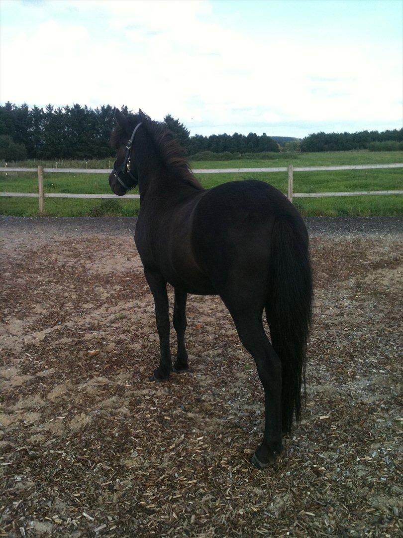 Islænder Vinur fra Langdal - Vinur med på en ridebane for første gang i hans liv :) - og der var overhovedet ikke noget der var farligt billede 17