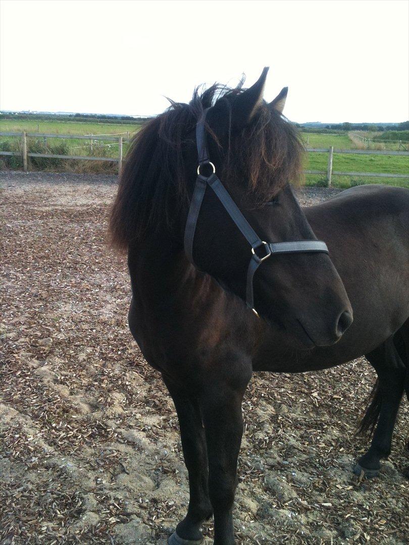 Islænder Vinur fra Langdal - Vinur med på ridebane for første gang :) billede 18