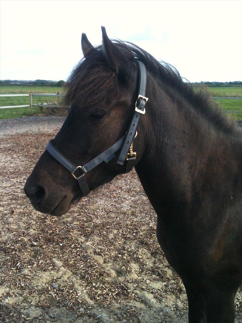 Islænder Vinur fra Langdal - Velrejst :) Sikke et sødt lille hovede han har, han ser fræk ud :) billede 19