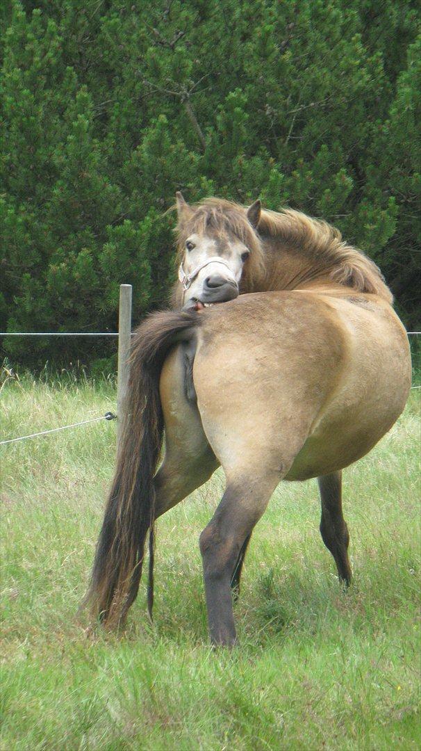 Islænder Olina billede 12