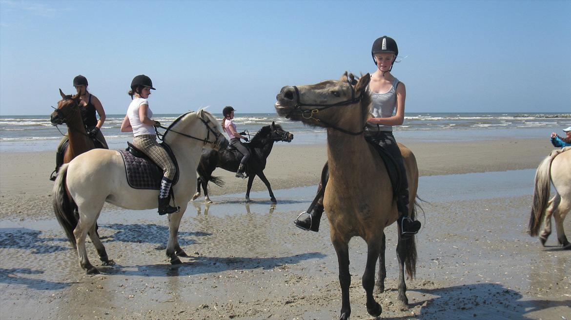 Islænder Olina billede 15