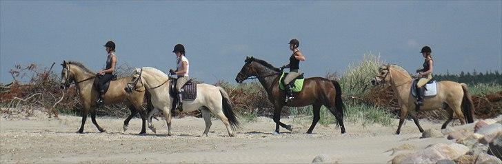 Islænder Olina billede 14