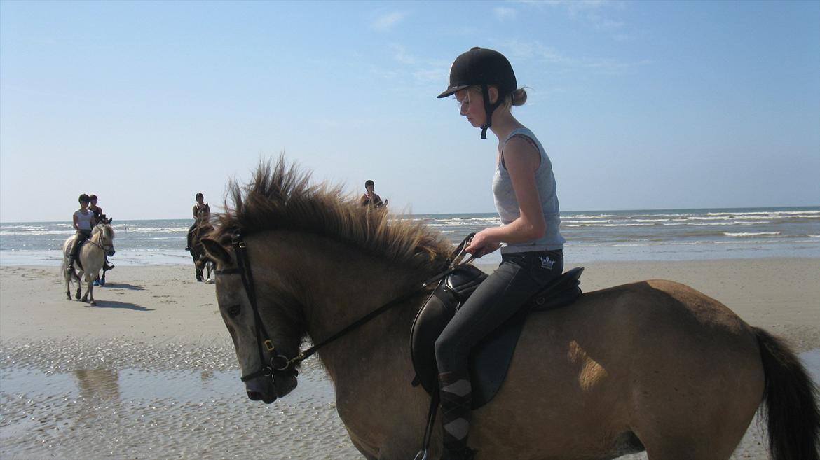 Islænder Olina billede 16