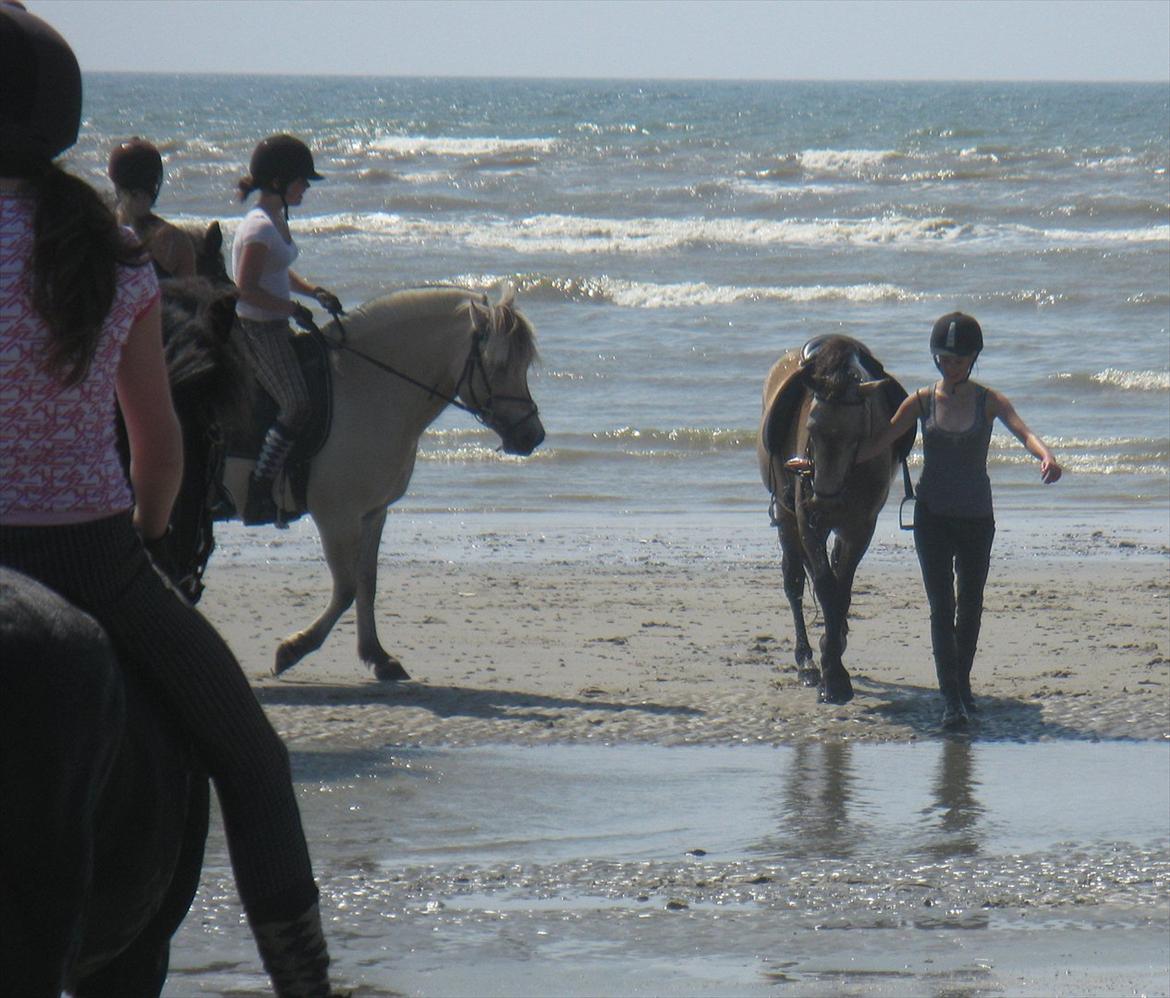 Islænder Olina billede 17