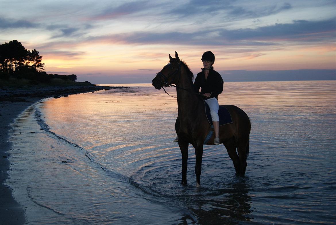 Dansk Varmblod La'cour De'lux - På Sejerø, d. 19/7 2011, Fotograf: min kæreste Lars billede 9