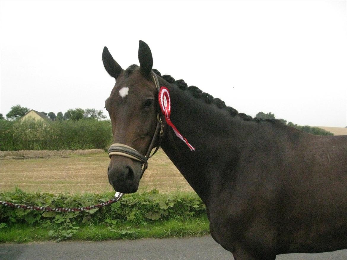 Anden særlig race Capiball - Capi med sin flotte rosette. billede 15
