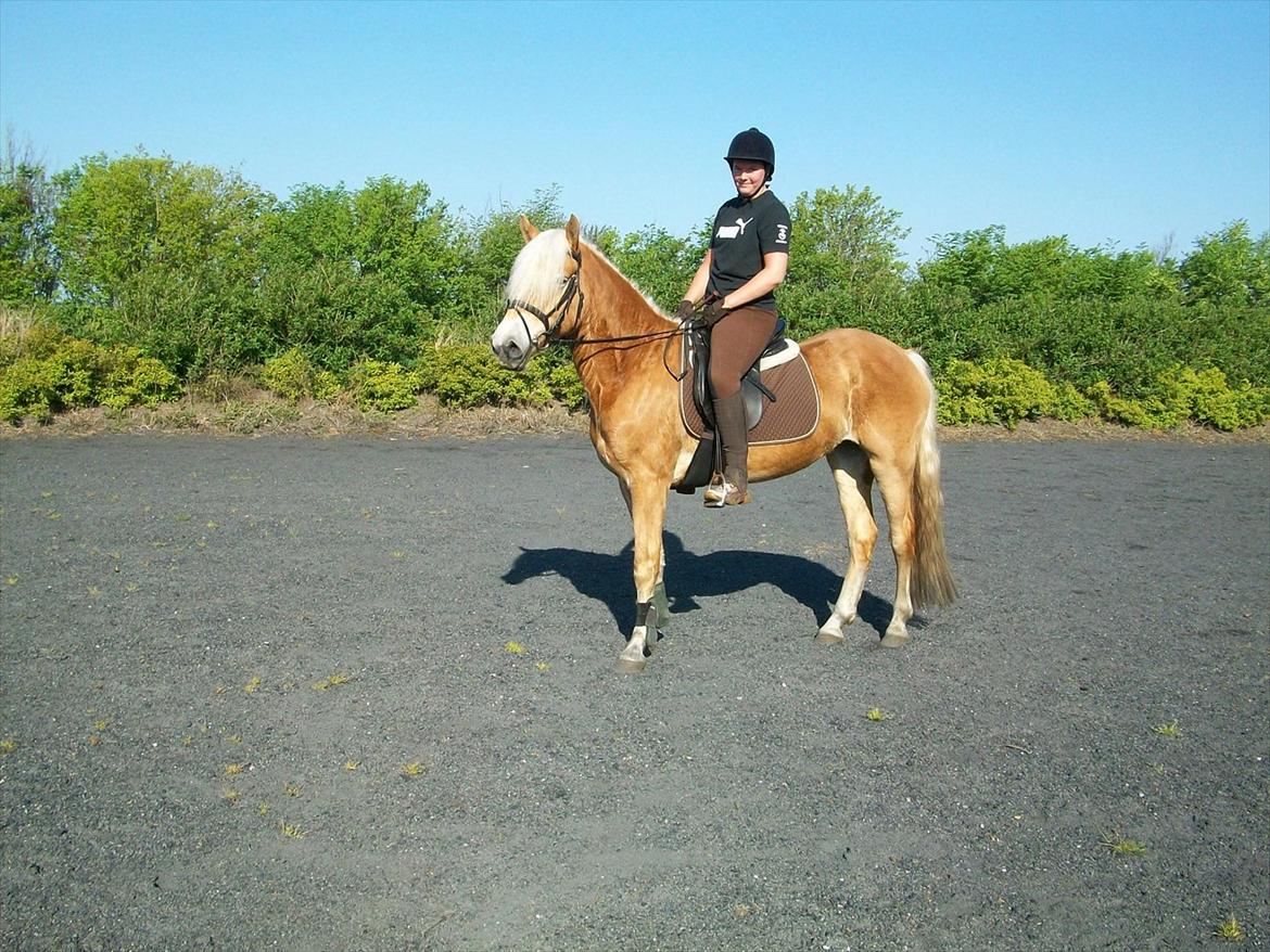 Haflinger Limone billede 9