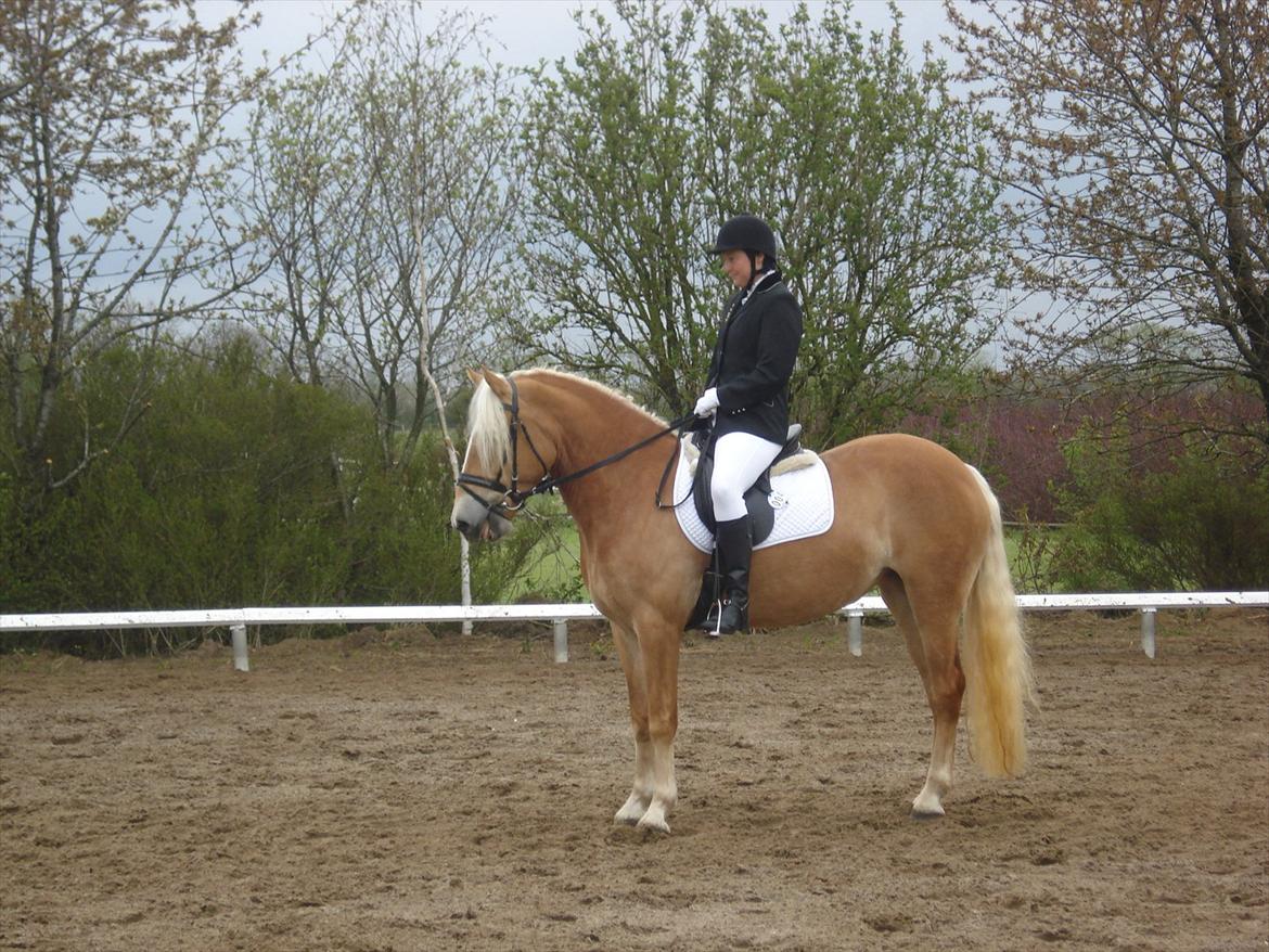 Haflinger Limone billede 11