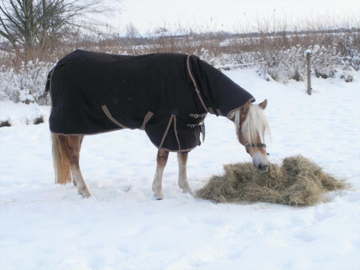 Haflinger Limone billede 12