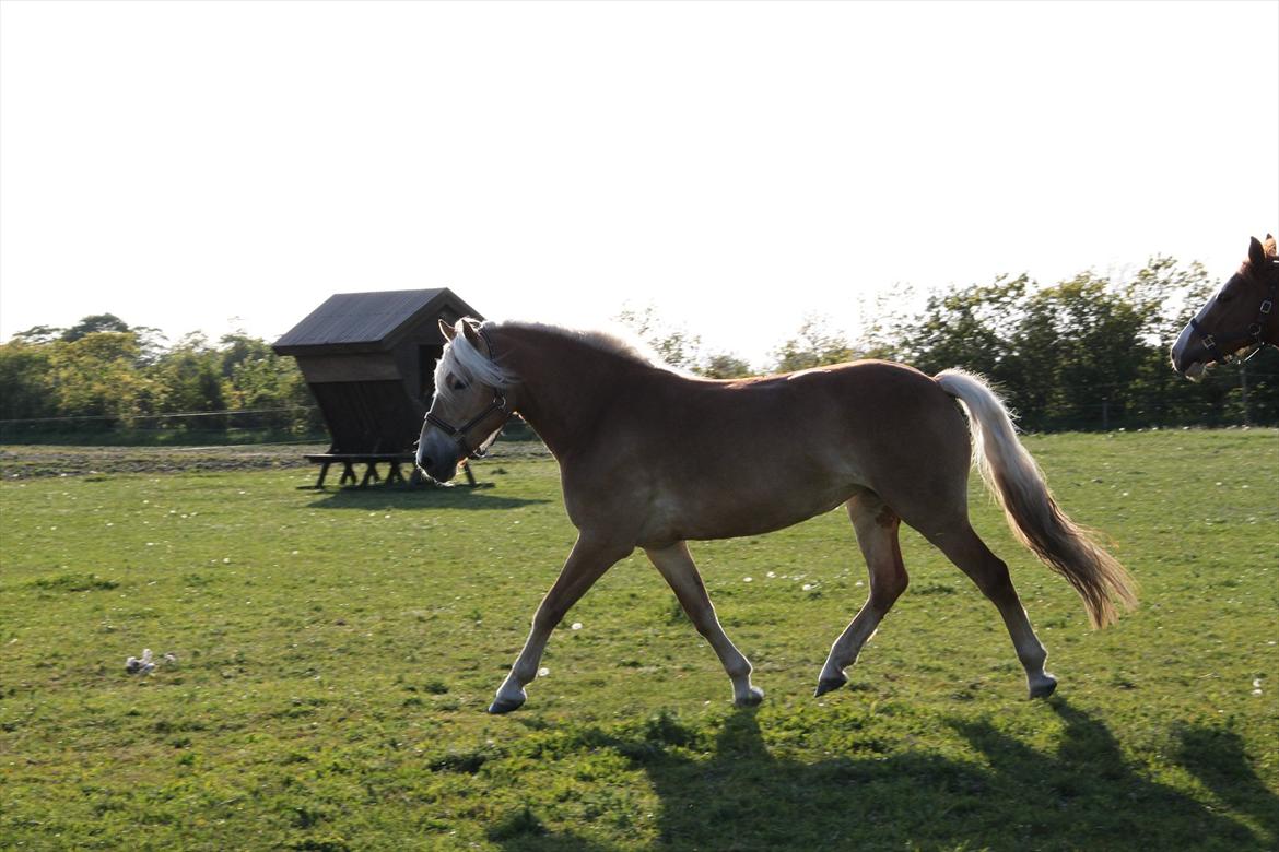 Haflinger Limone billede 13