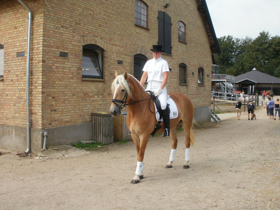 Haflinger Limone billede 7