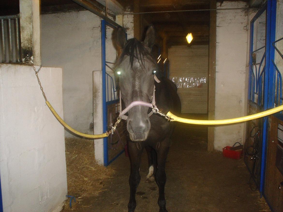 Dansk Varmblod Chanel - The neller mus <3 billede 12