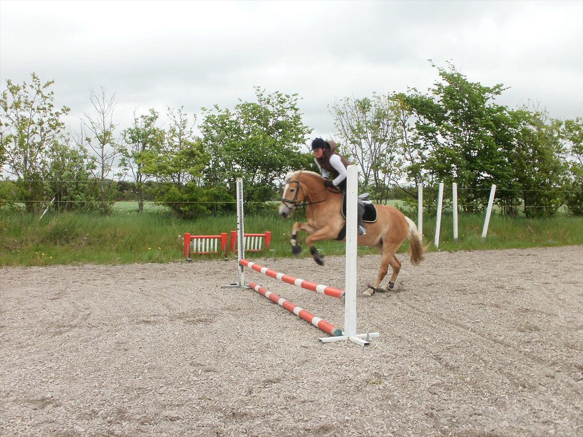 Haflinger Limone billede 16