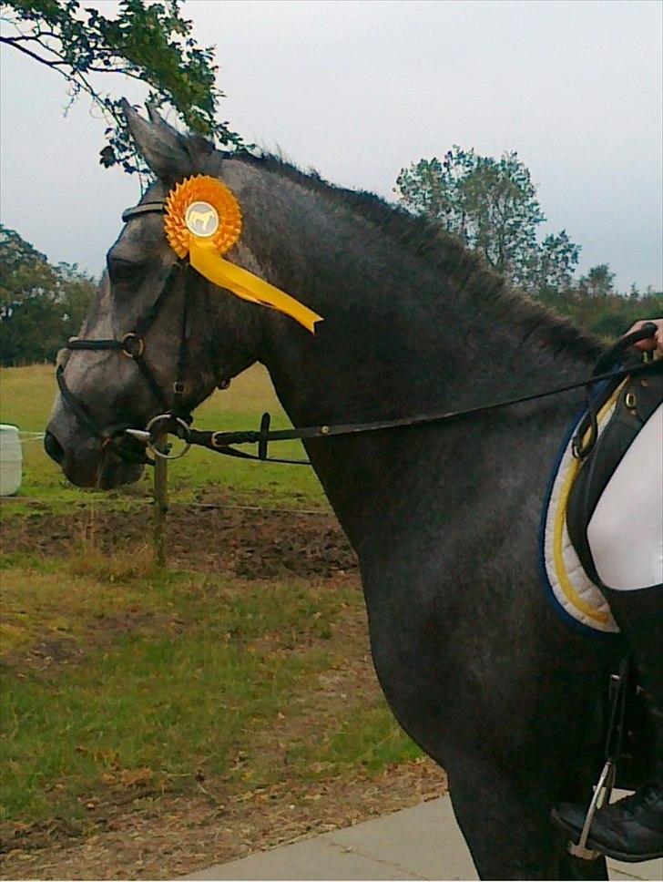 Connemara Hesselholts Wild Rose - solgt - Egnethedstest 4/9/2011. Vi fik guld 8D. 5 år.  billede 9