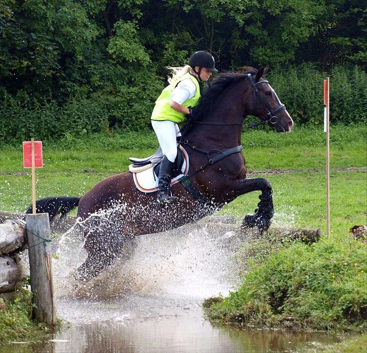 Dansk Varmblod Giza - Første CNC90 - 16 juli 2011. 
3 plads. med diciplinvinder i terræn, fejlfri spring og dressur til over 70% billede 3
