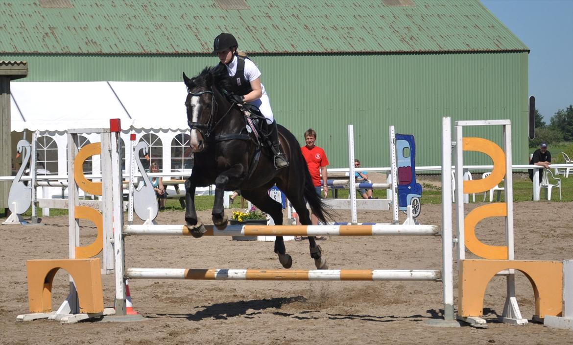 Dansk Varmblod Giza - LD - 5 juni 2011. 2 plads, slået med 0,02 sek xb billede 20