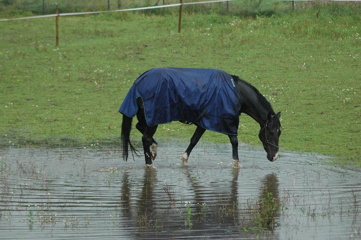 Holstener Prior's Hubert *ENGEL* <3 R.I.P 04-10-2012 - Nr. 9 - du er lile flodhest <3 billede 7